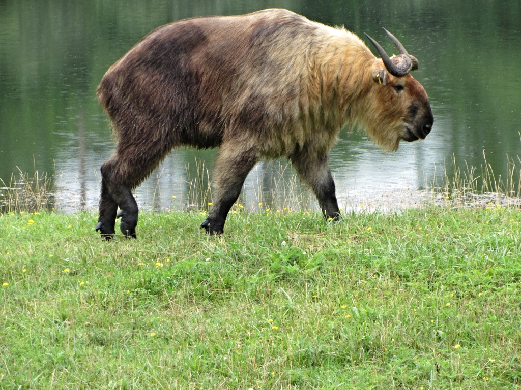 Sichuan Takin Bull