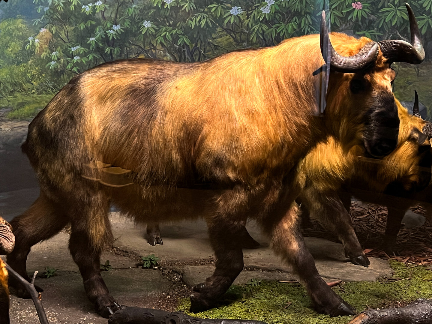 Sichuan Takin Bull