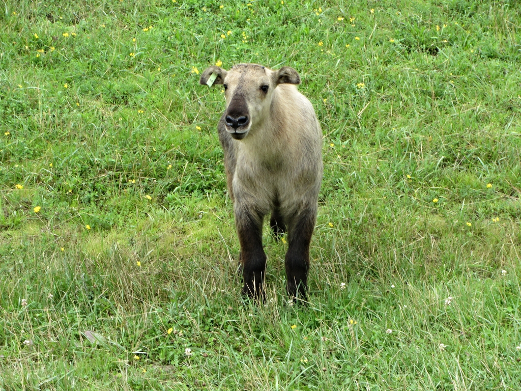 Sichuan Takin Calf