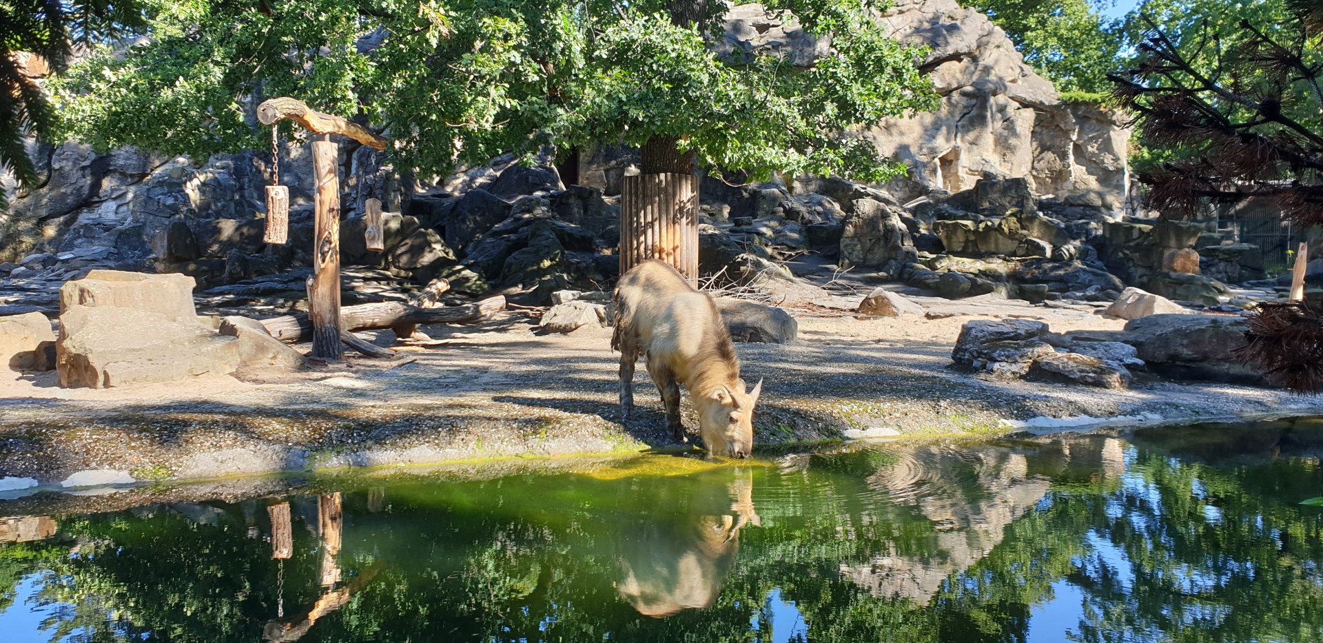 Sichuan Takin calf