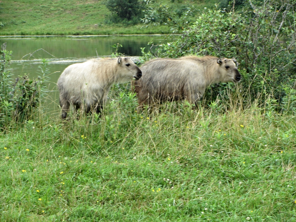 Sichuan Takin Calves
