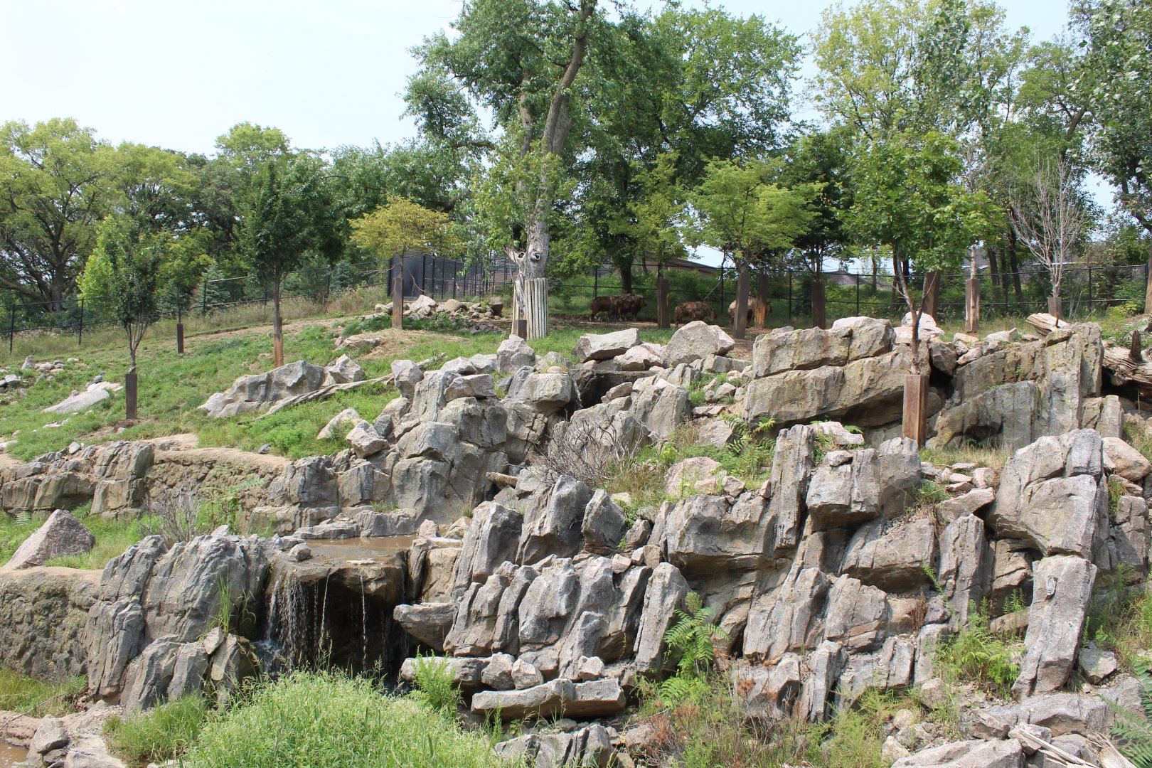 Sichuan Takin & Chinese Goral Exhibit - Asian Highlands