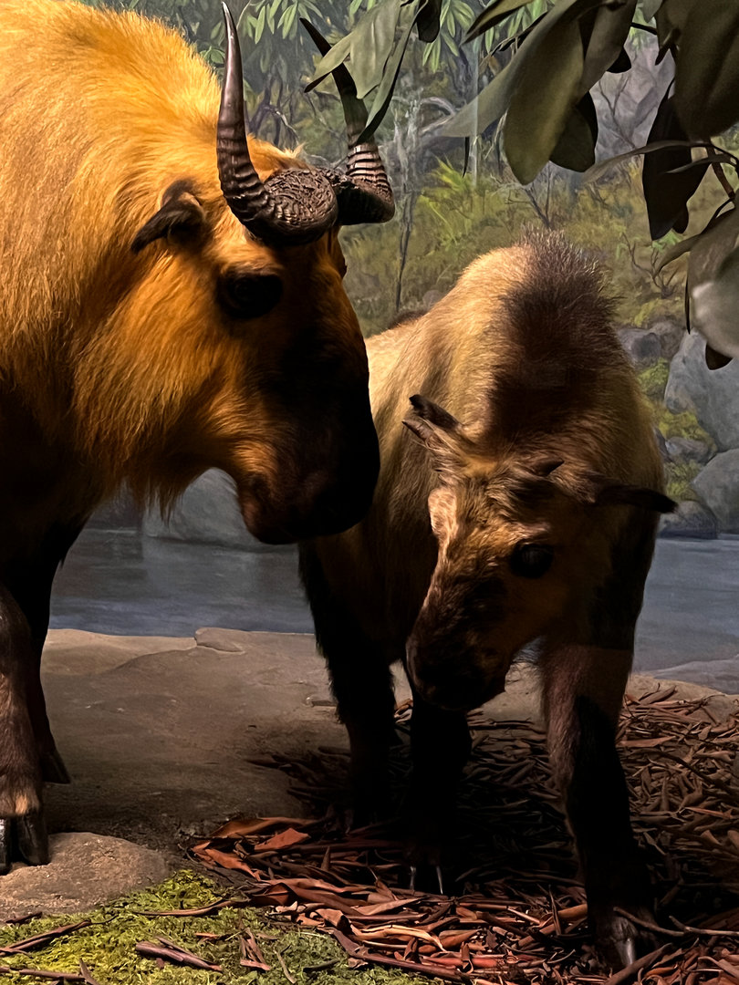 Sichuan Takin Cow & Kid Closeup