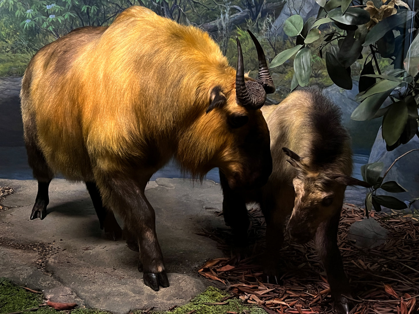 Sichuan Takin Cow & Kid