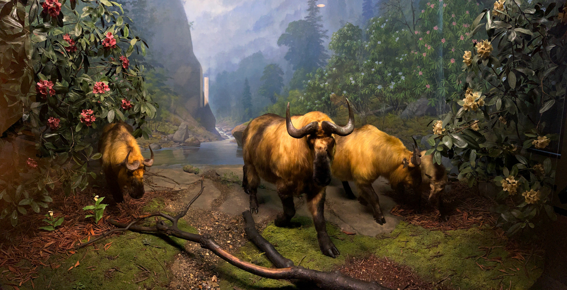 Sichuan Takin Diorama