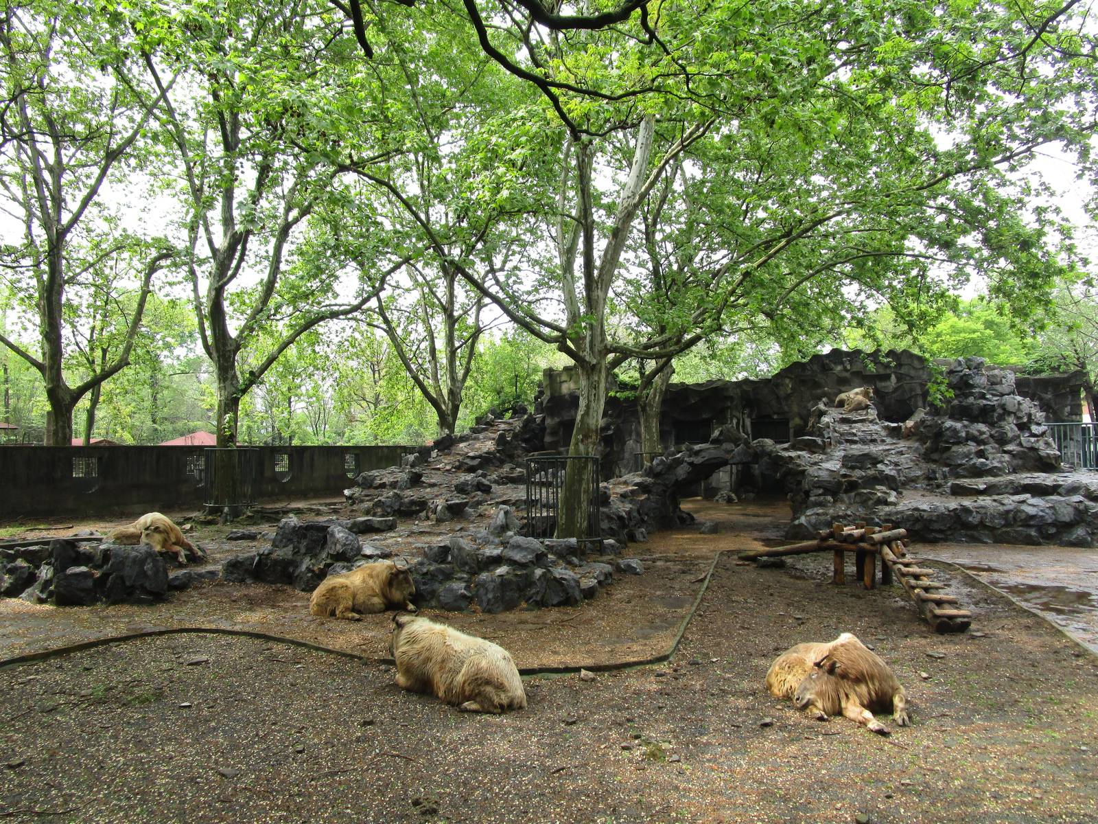 Sichuan Takin Enclosure - 16/04/2016