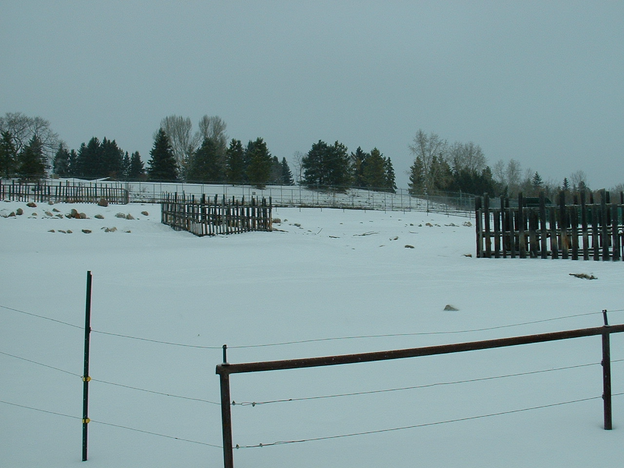 Sichuan Takin Enclosure - Nov 2012