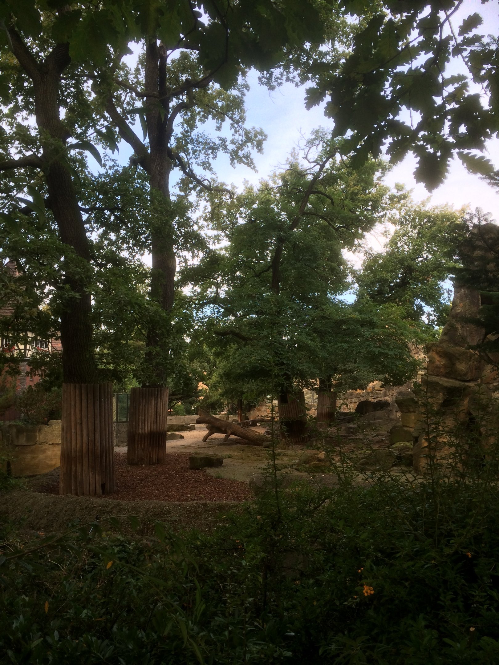 Sichuan takin enclosure