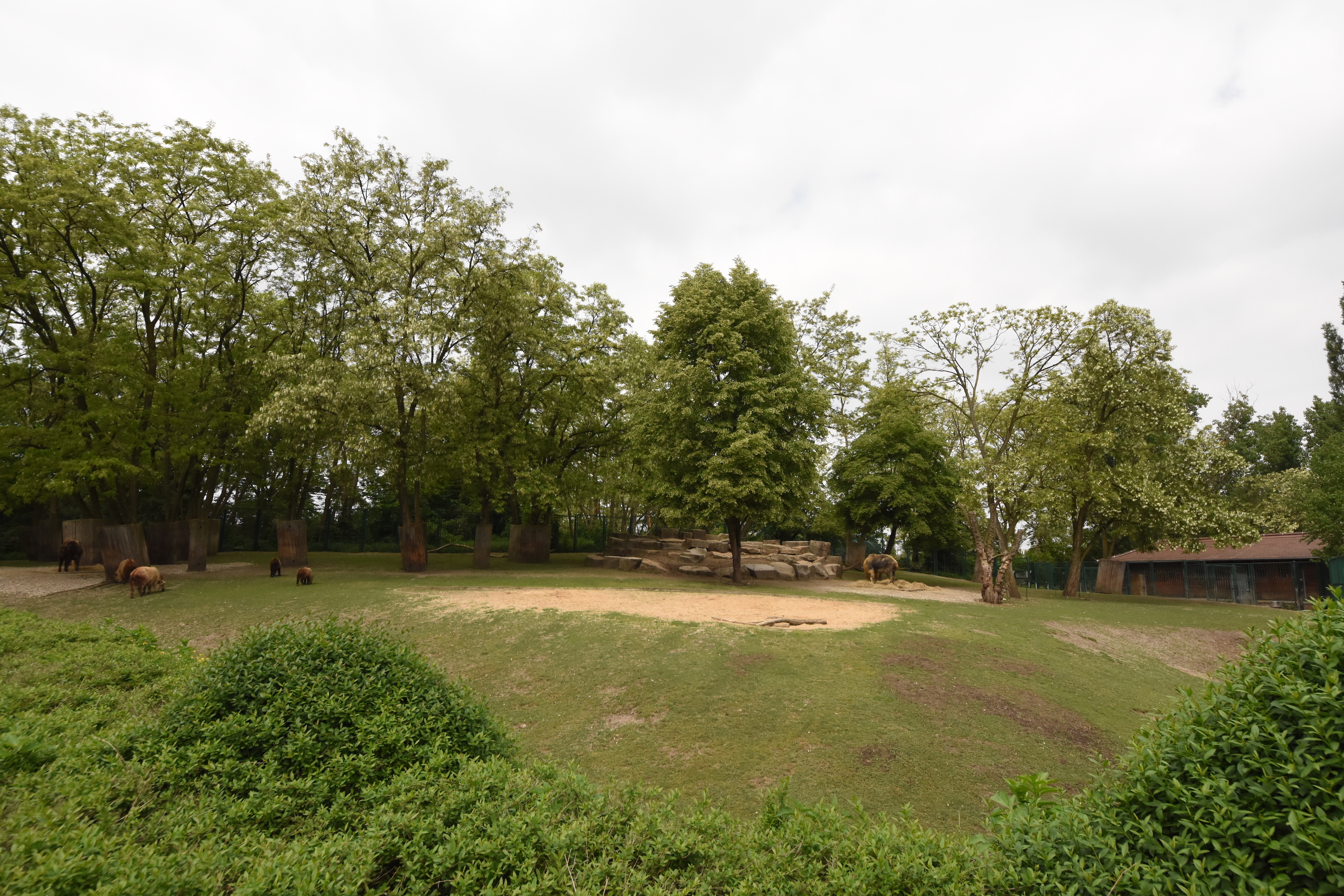 Sichuan takin enclosure