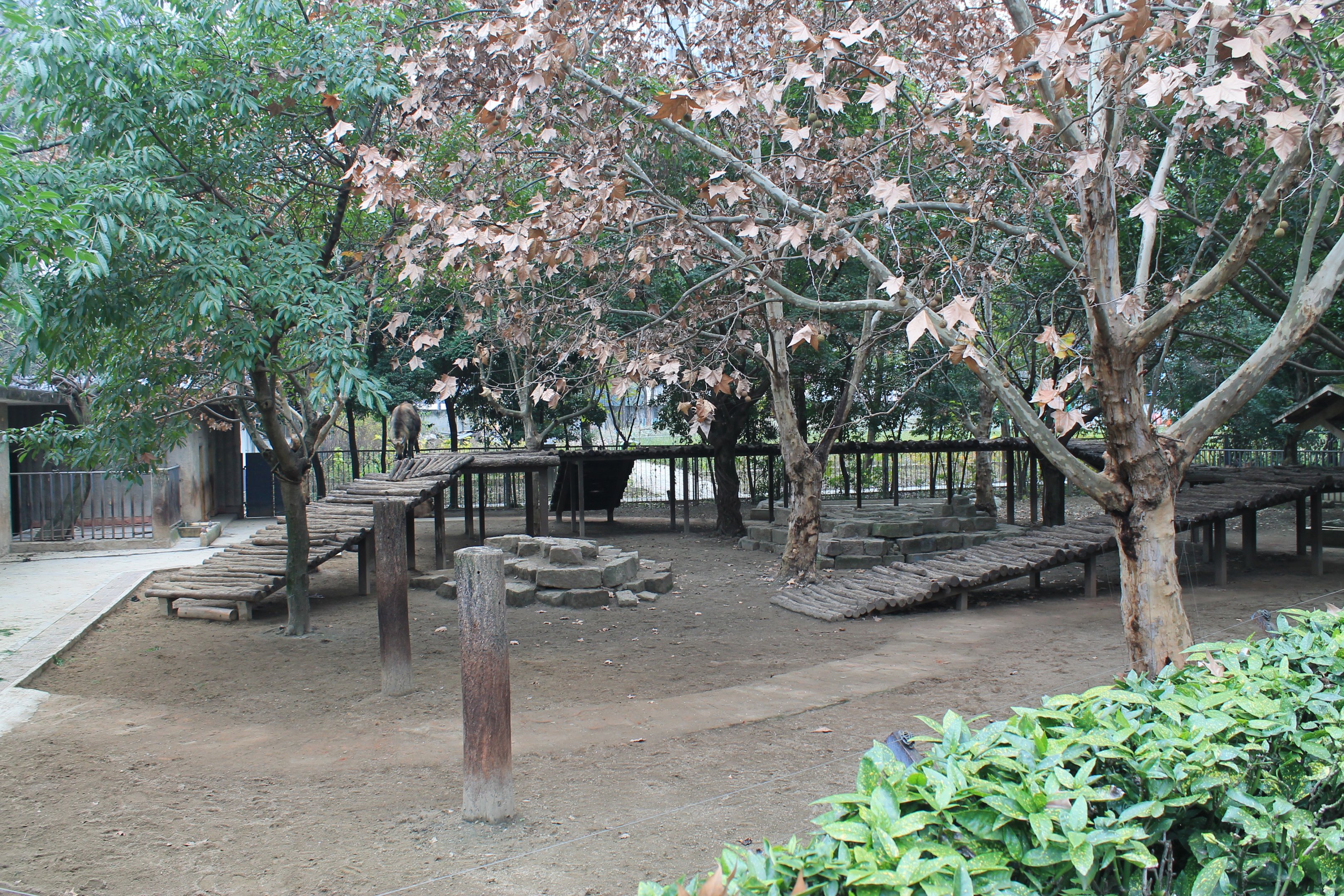 Sichuan Takin enclosure