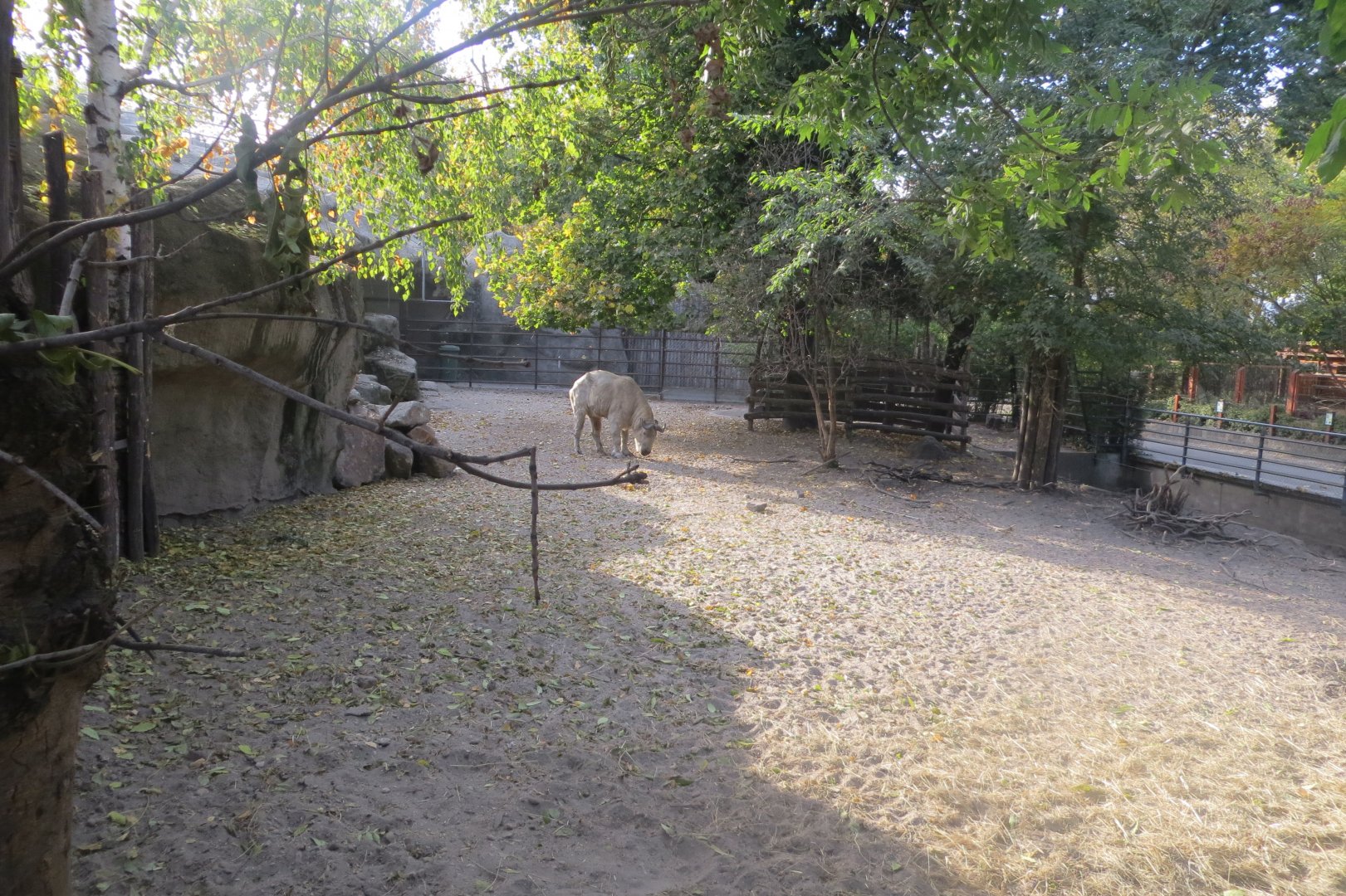 Sichuan takin exhibit 171018