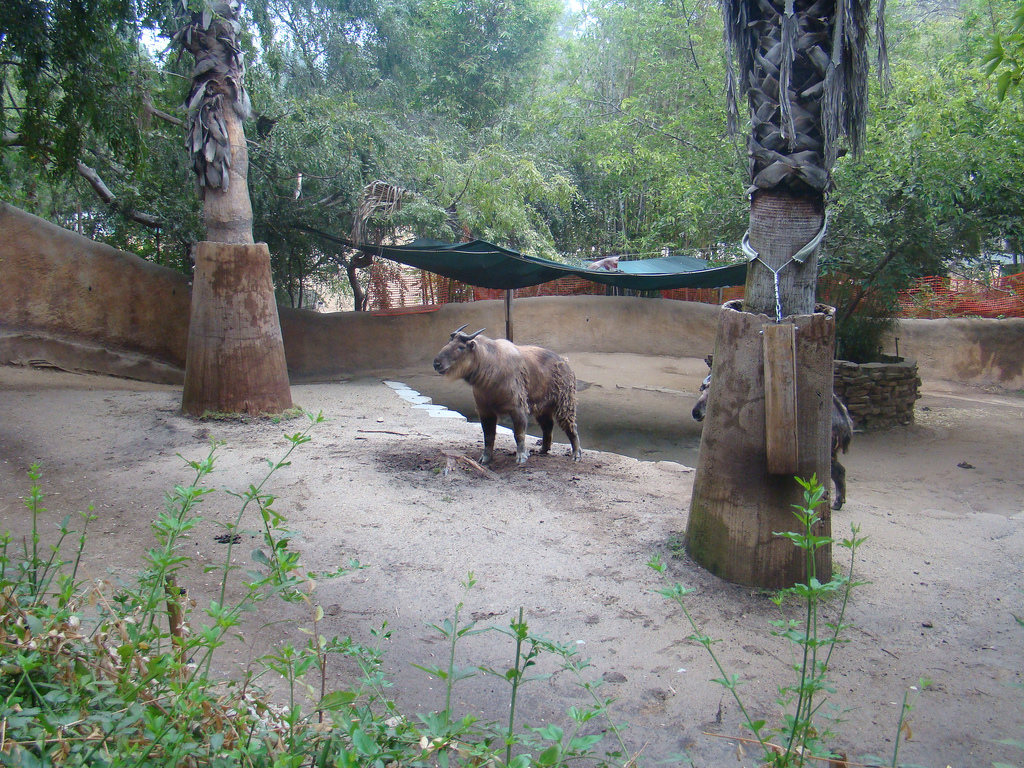 Sichuan Takin exhibit at the Los Angeles Zoo