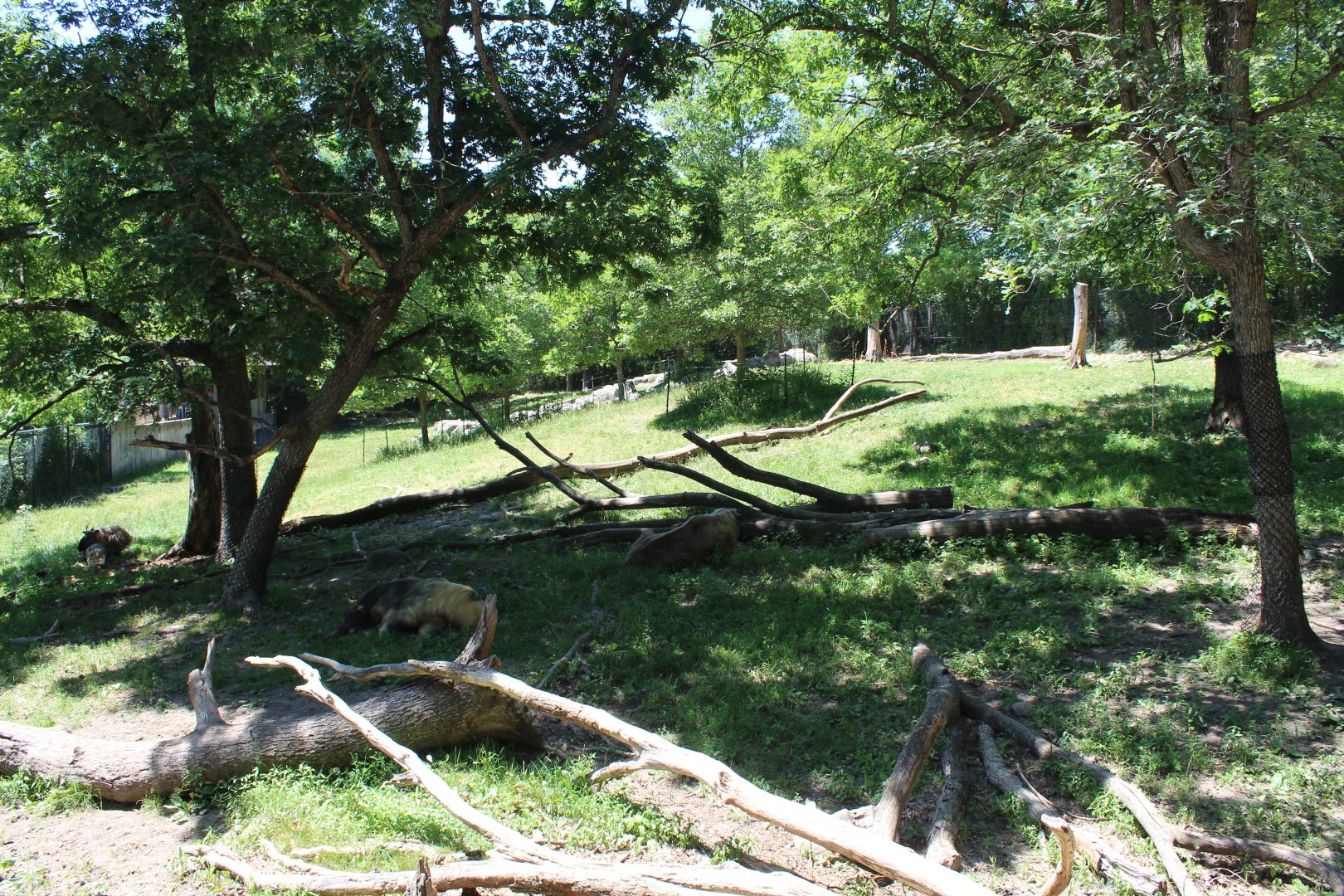Sichuan Takin Exhibit - Northern Trail