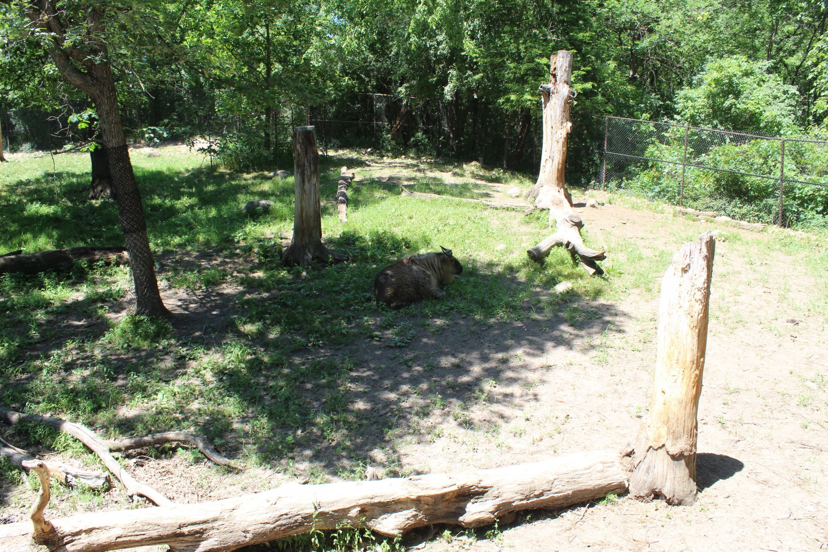 Sichuan Takin Exhibit - Northern Trail