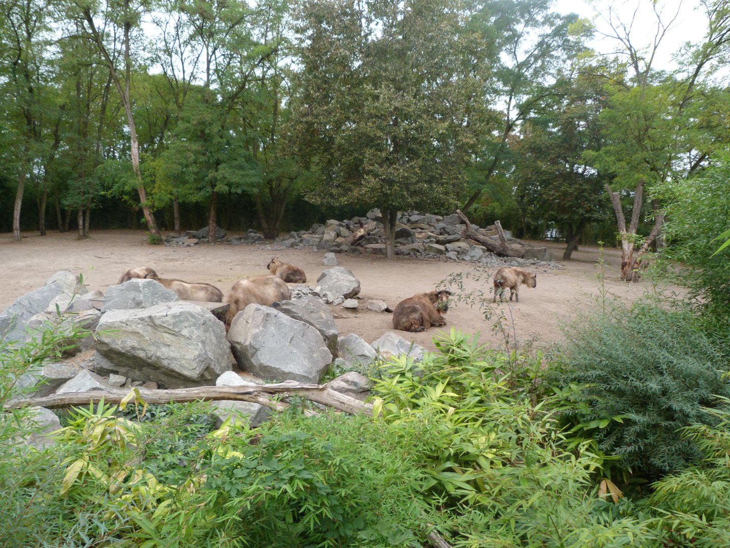 Sichuan takin exhibit -Tierpark Berlin (2024)