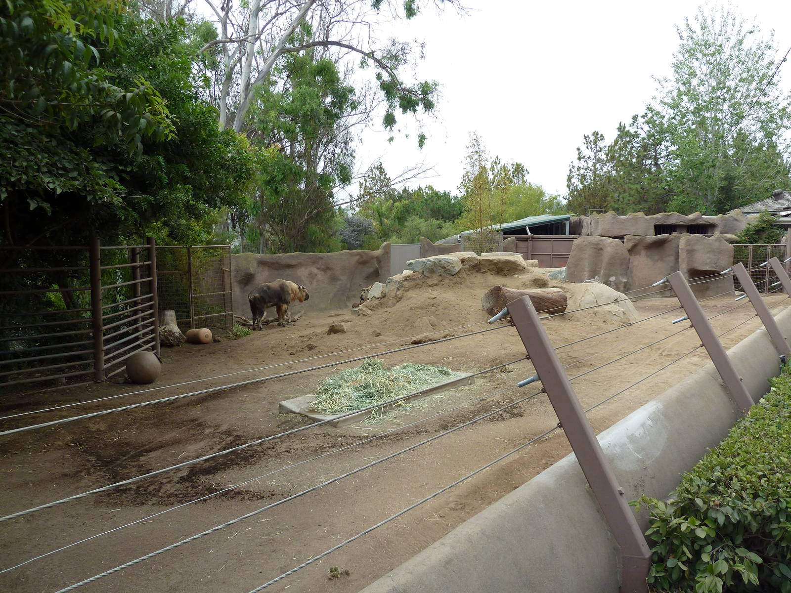 Sichuan Takin Exhibit