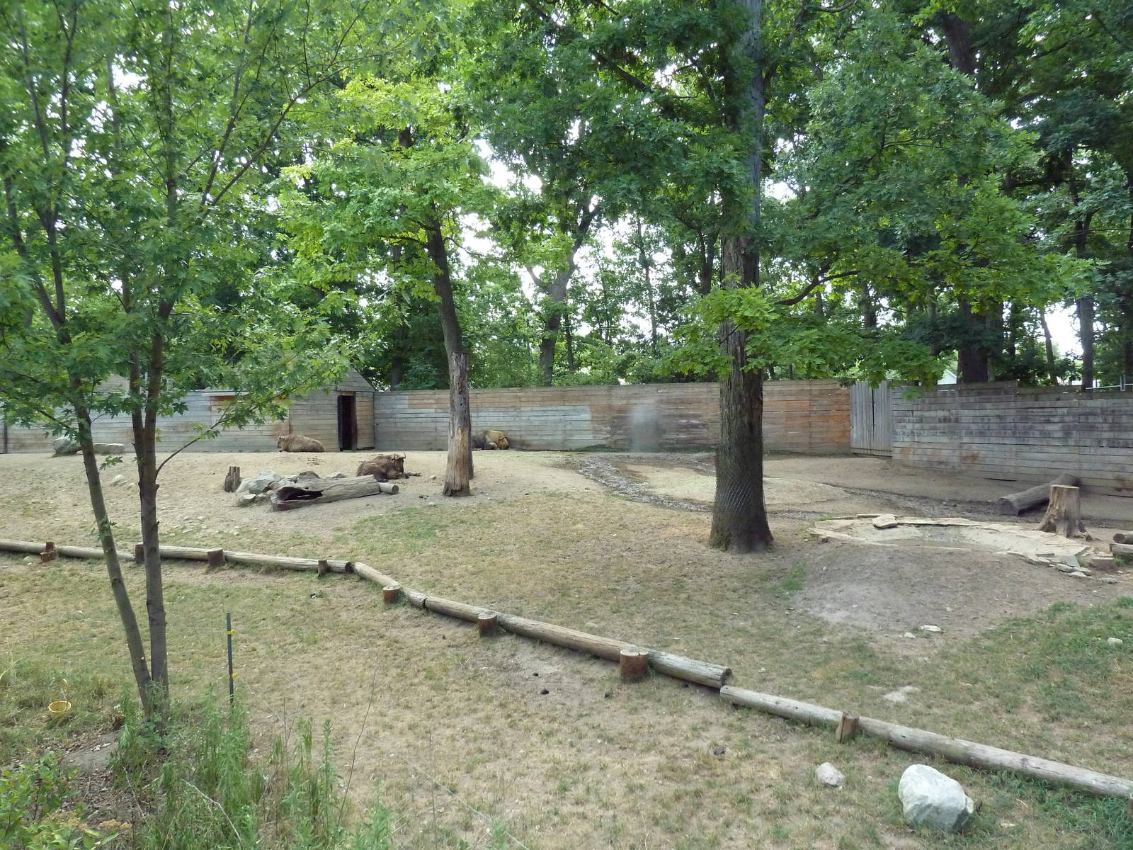 Sichuan Takin Exhibit