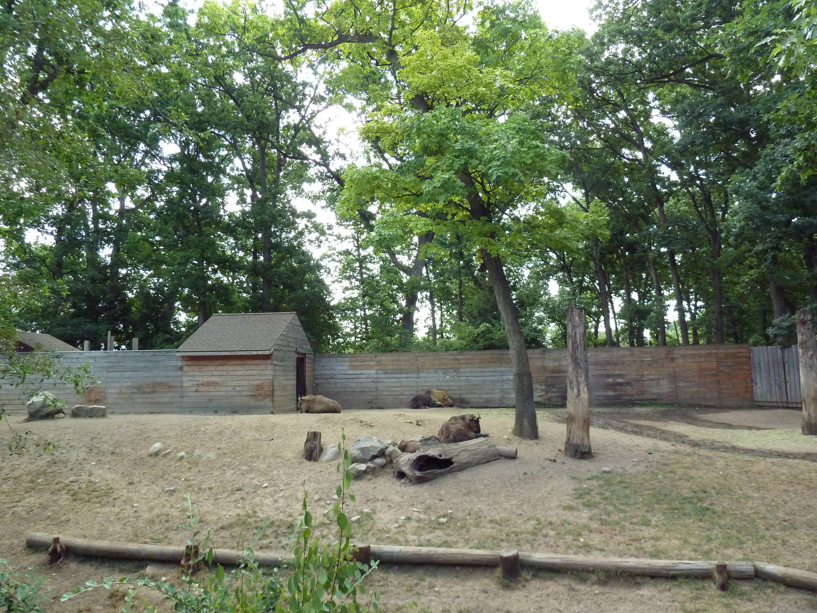 Sichuan Takin Exhibit