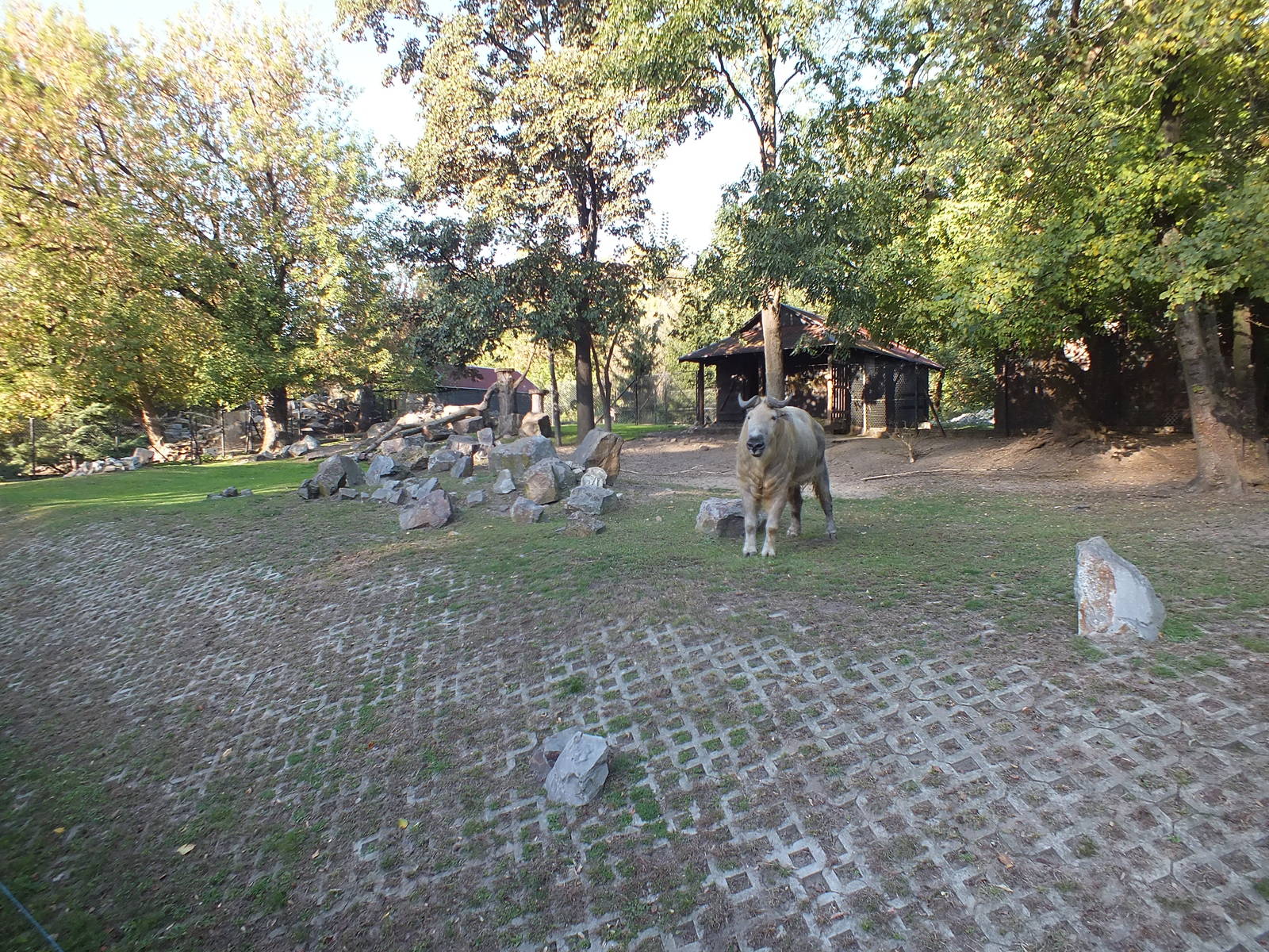 Sichuan Takin Exhibit