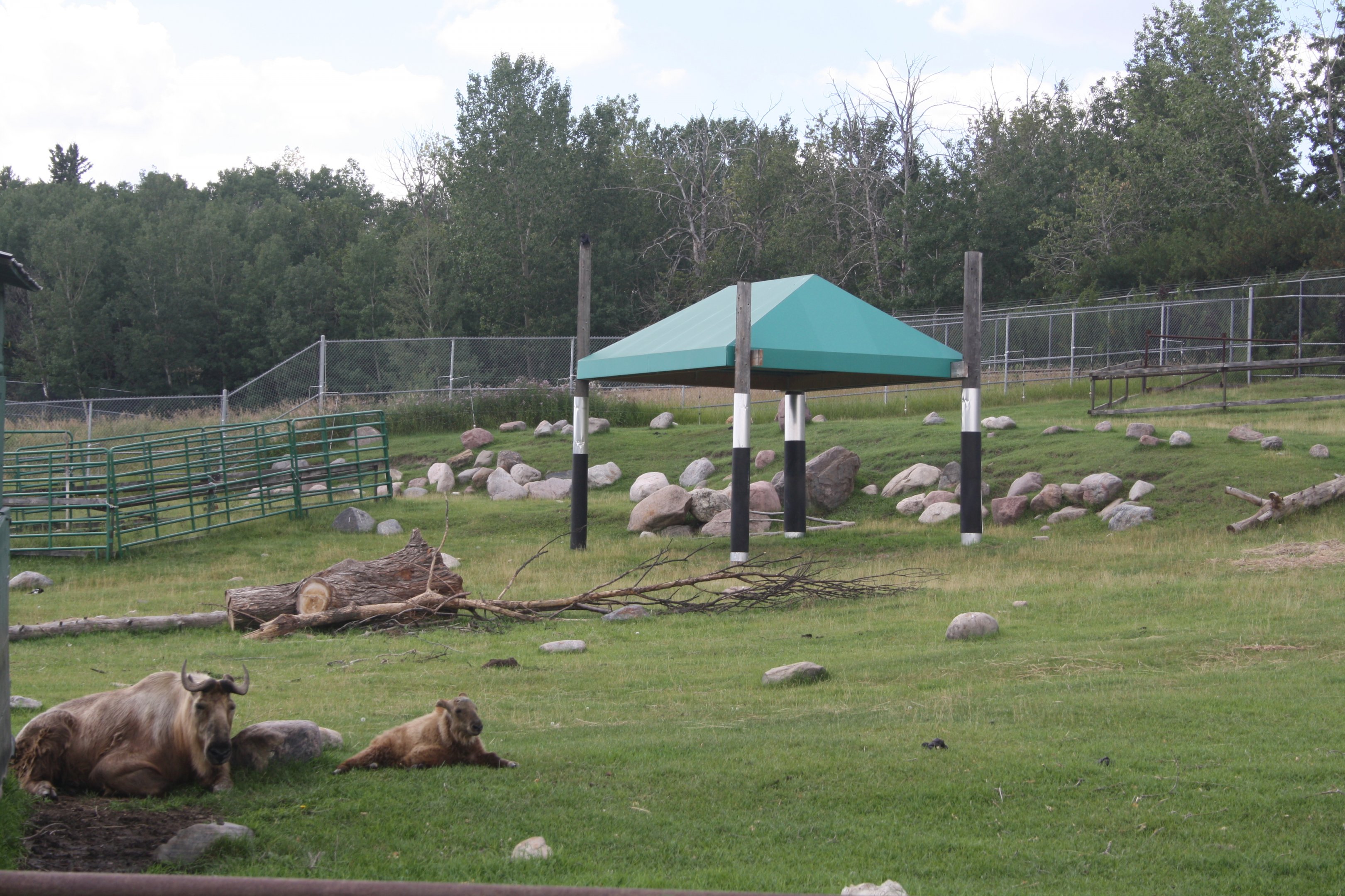 Sichuan Takin Exhibit