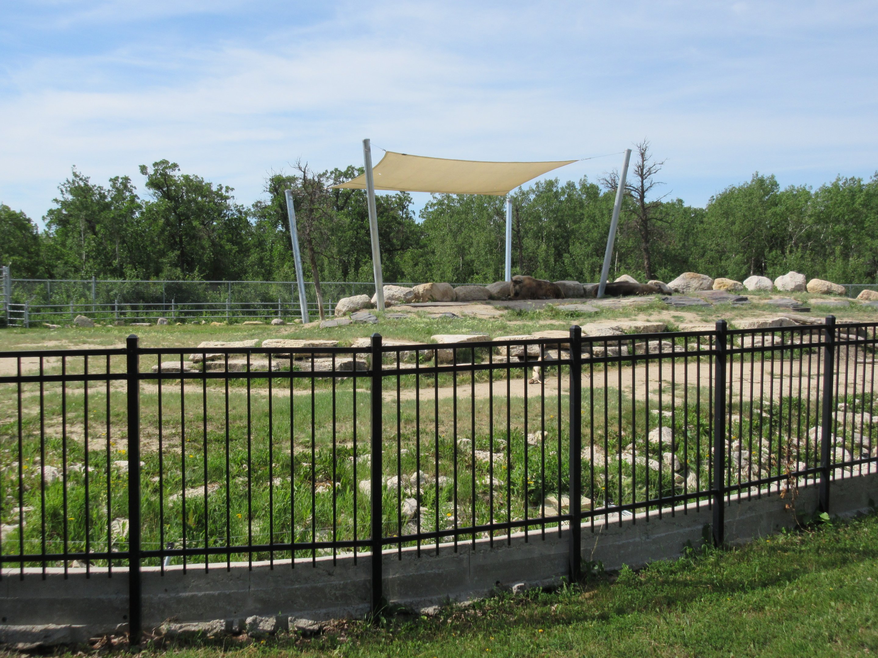Sichuan Takin Exhibit