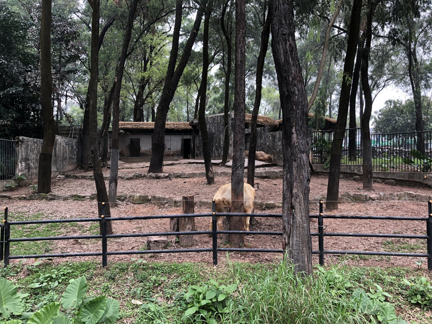 Sichuan Takin Exhibit
