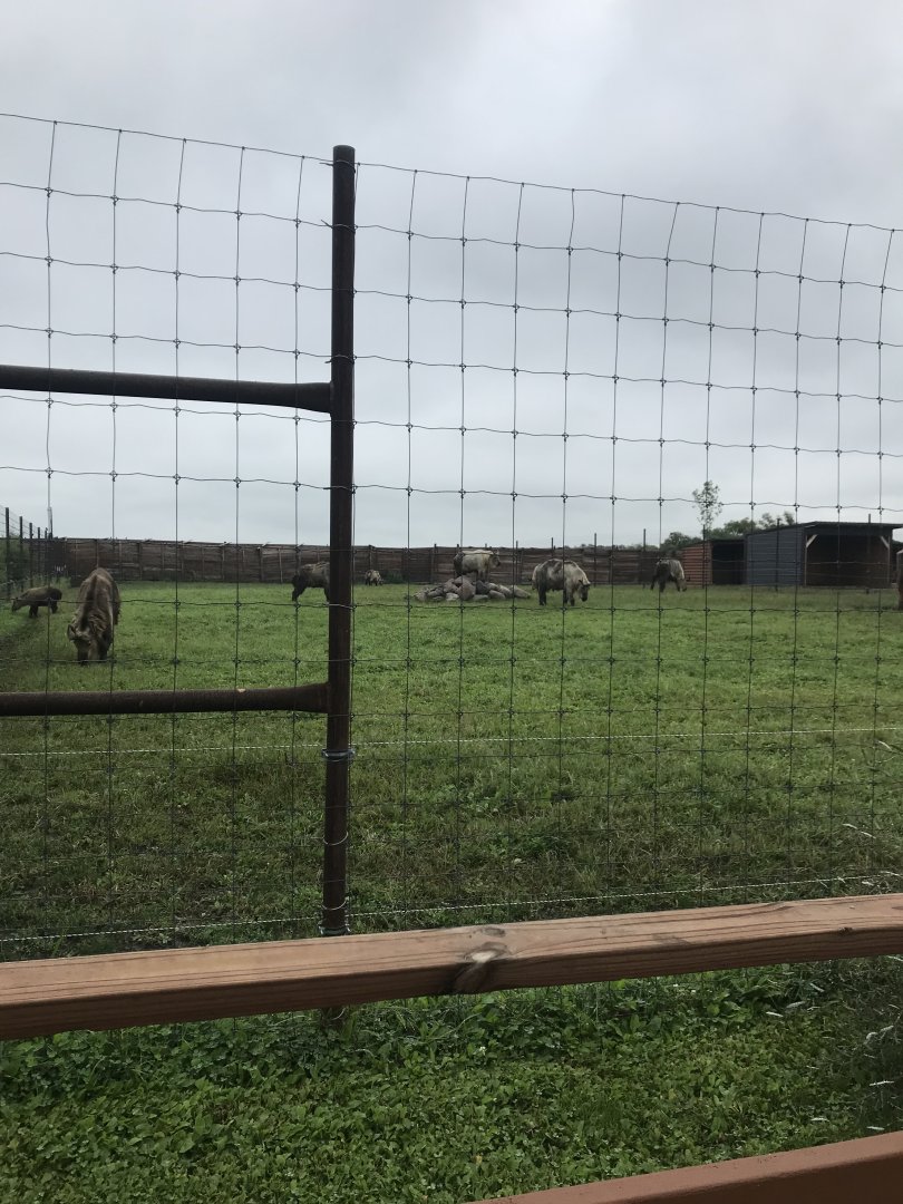 Sichuan Takin Exhibit