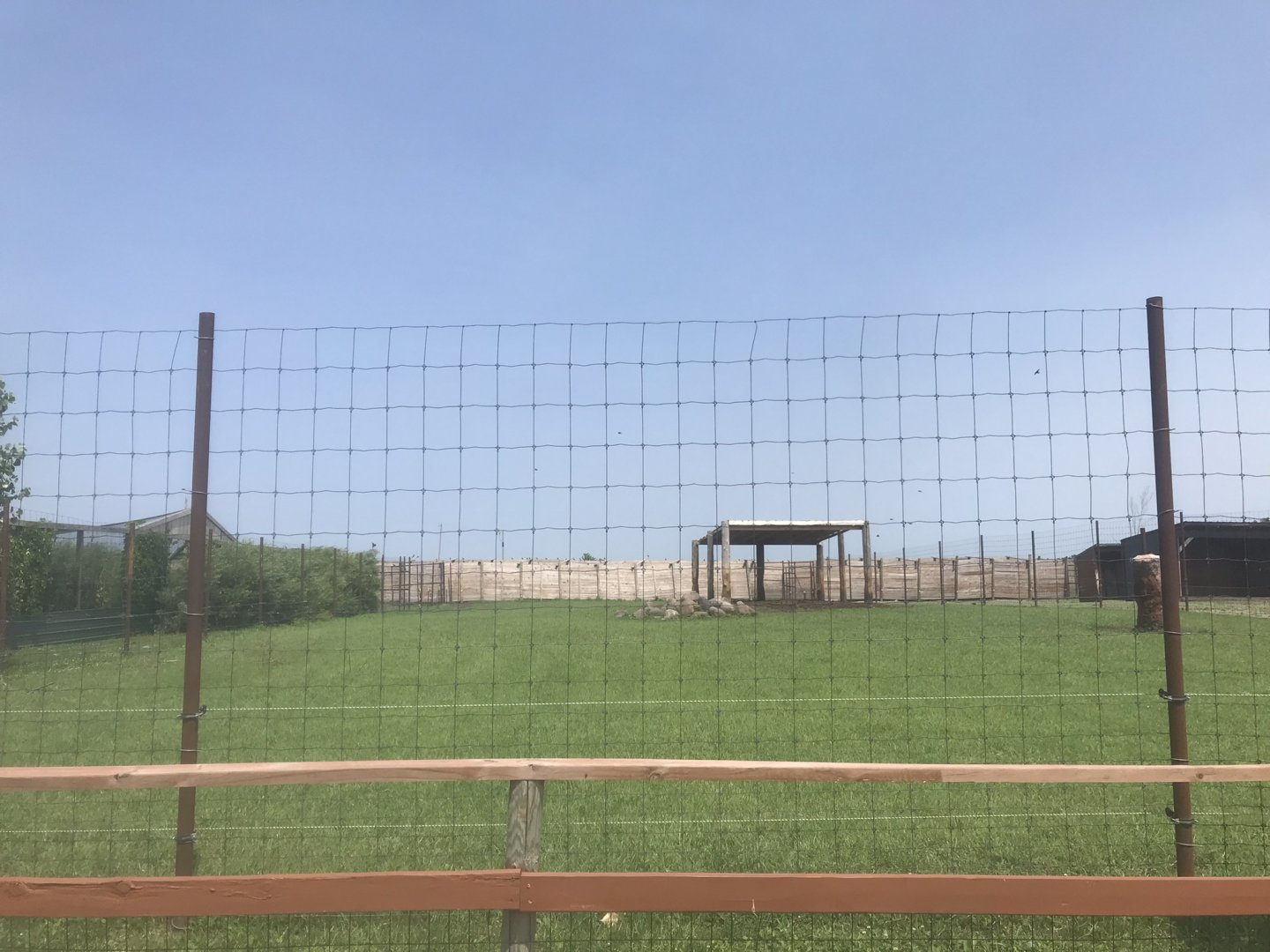 Sichuan Takin Exhibit