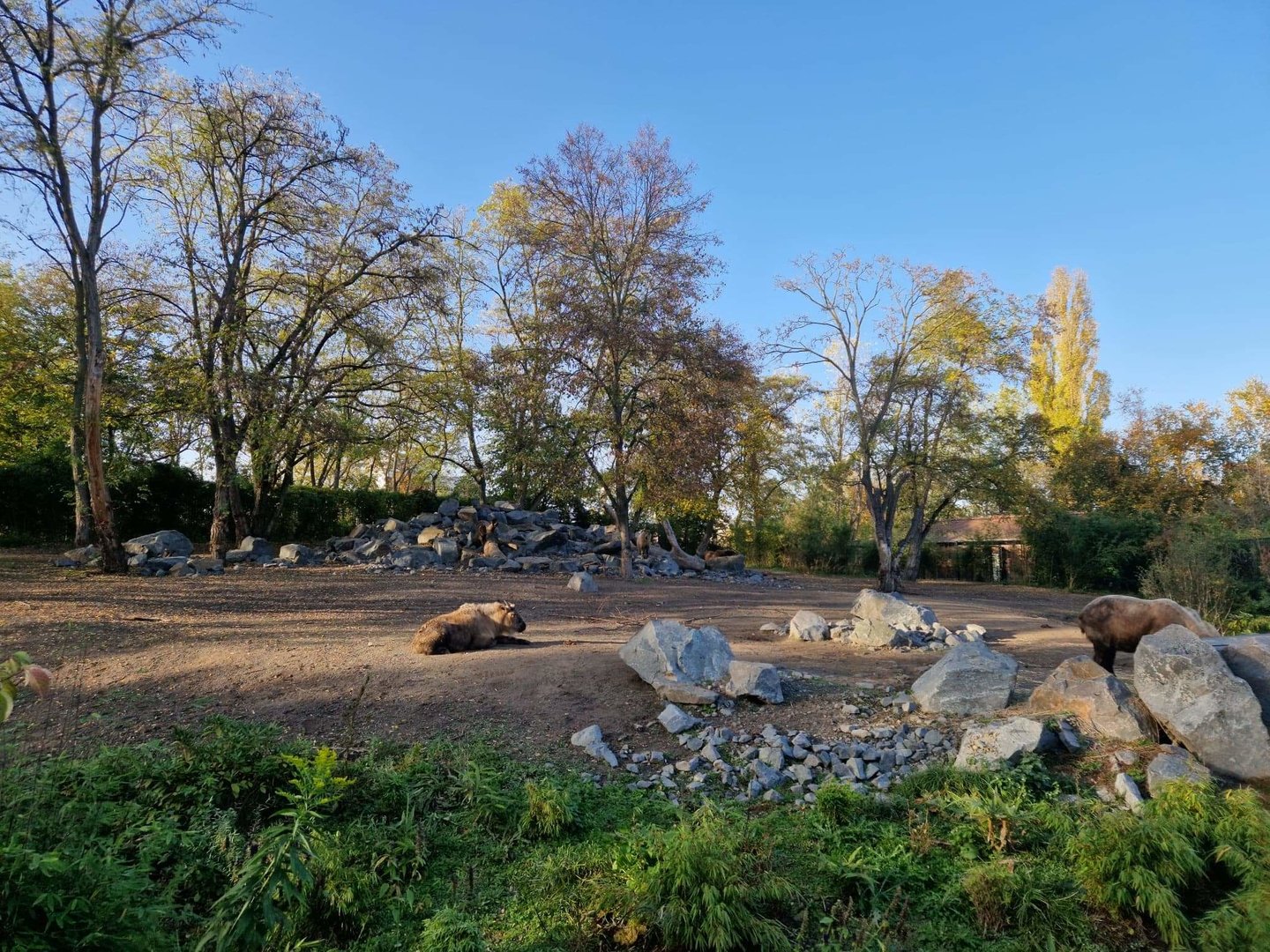 Sichuan Takin exhibit