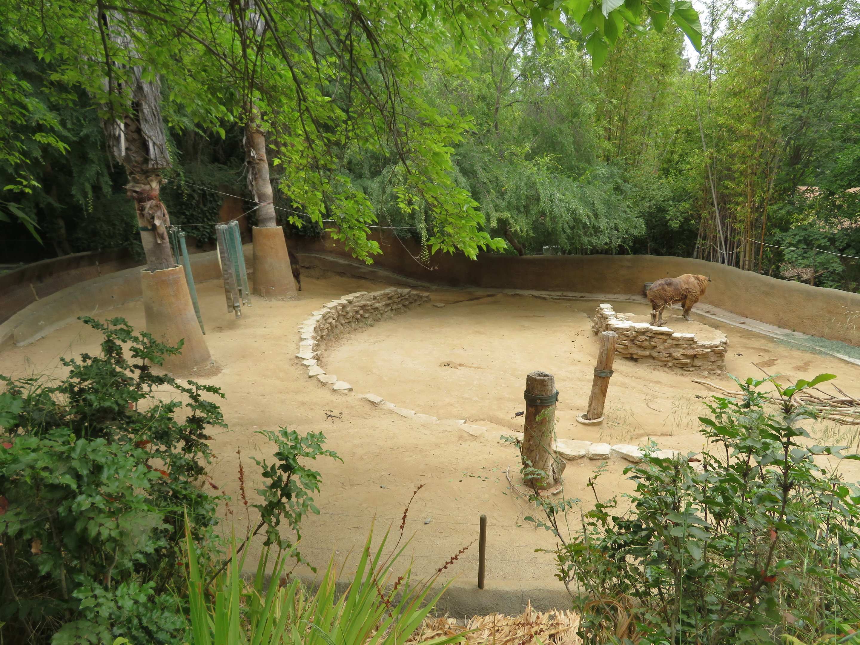 Sichuan Takin Exhibit