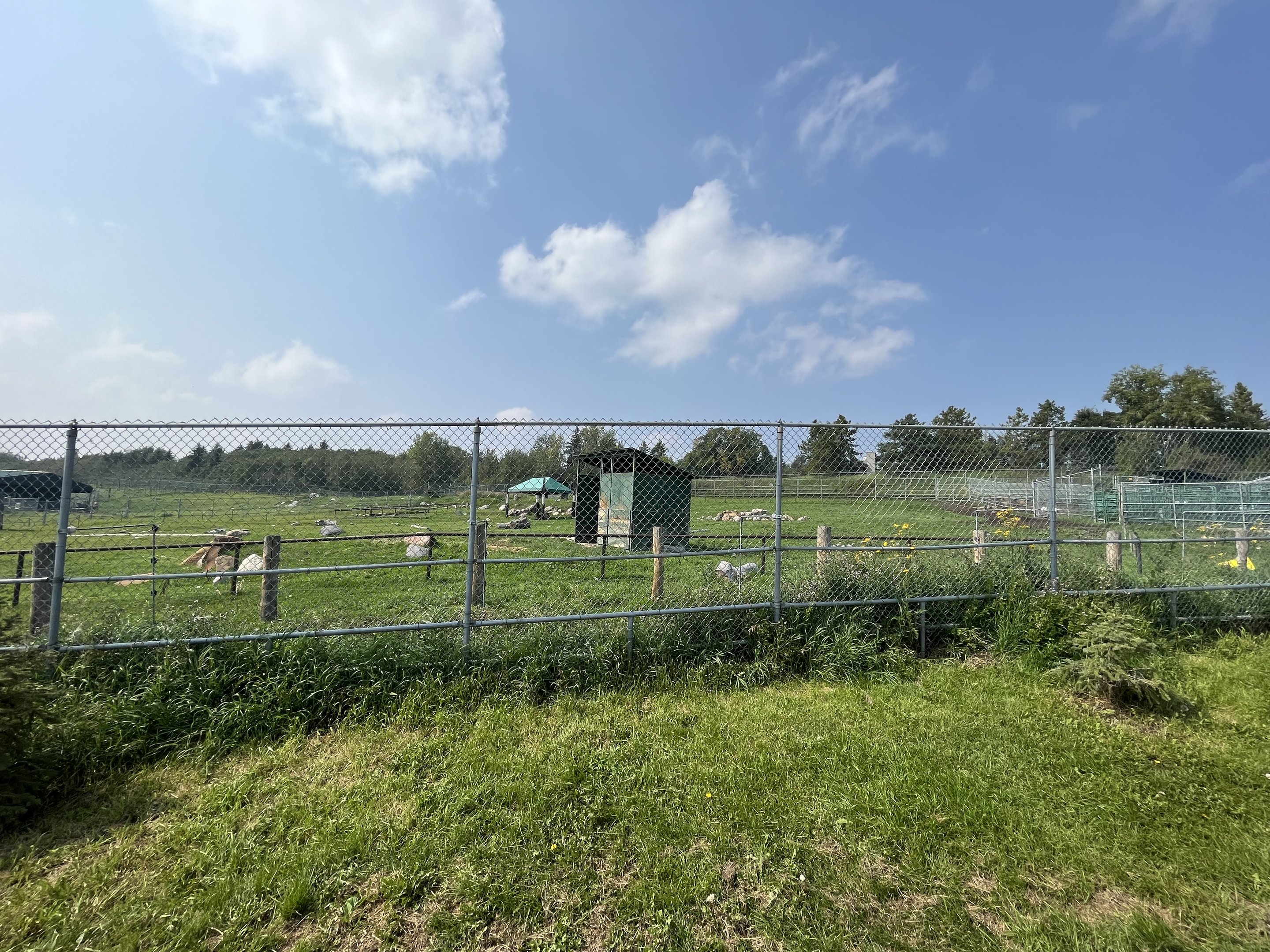 Sichuan Takin Exhibit