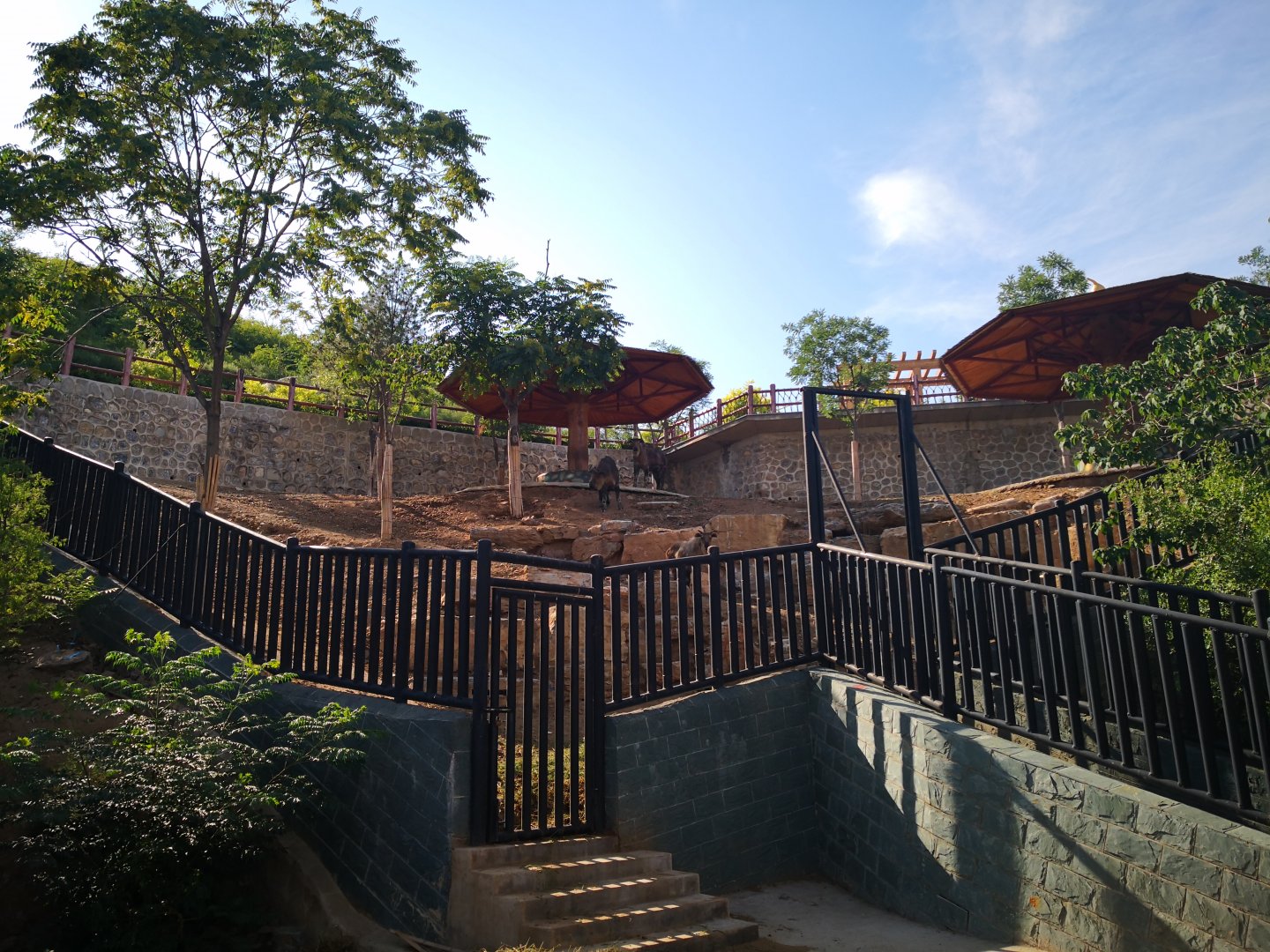 Sichuan takin exhibition