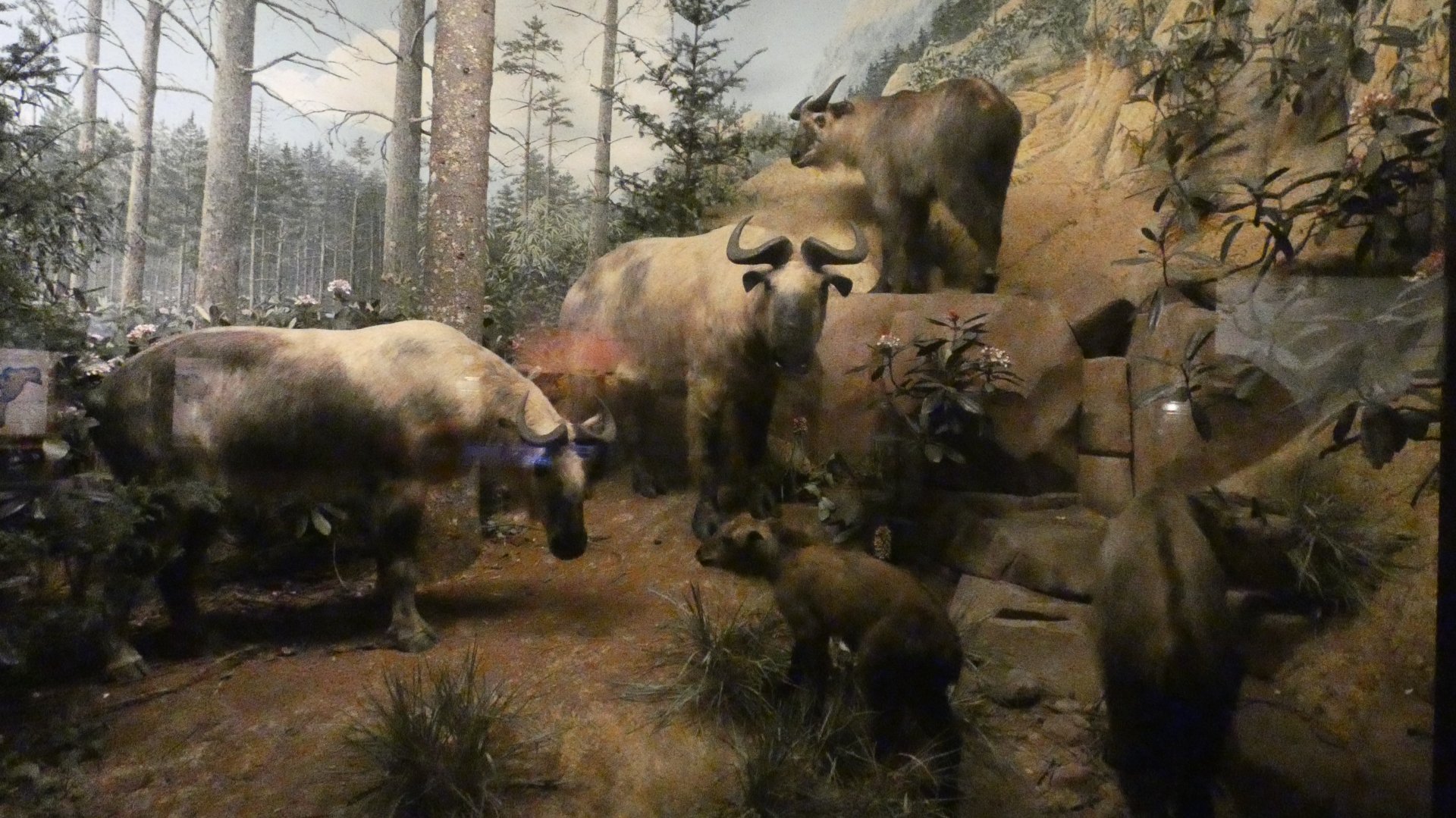 Sichuan Takin, Hall of Asian Mammals - Feb. 2022