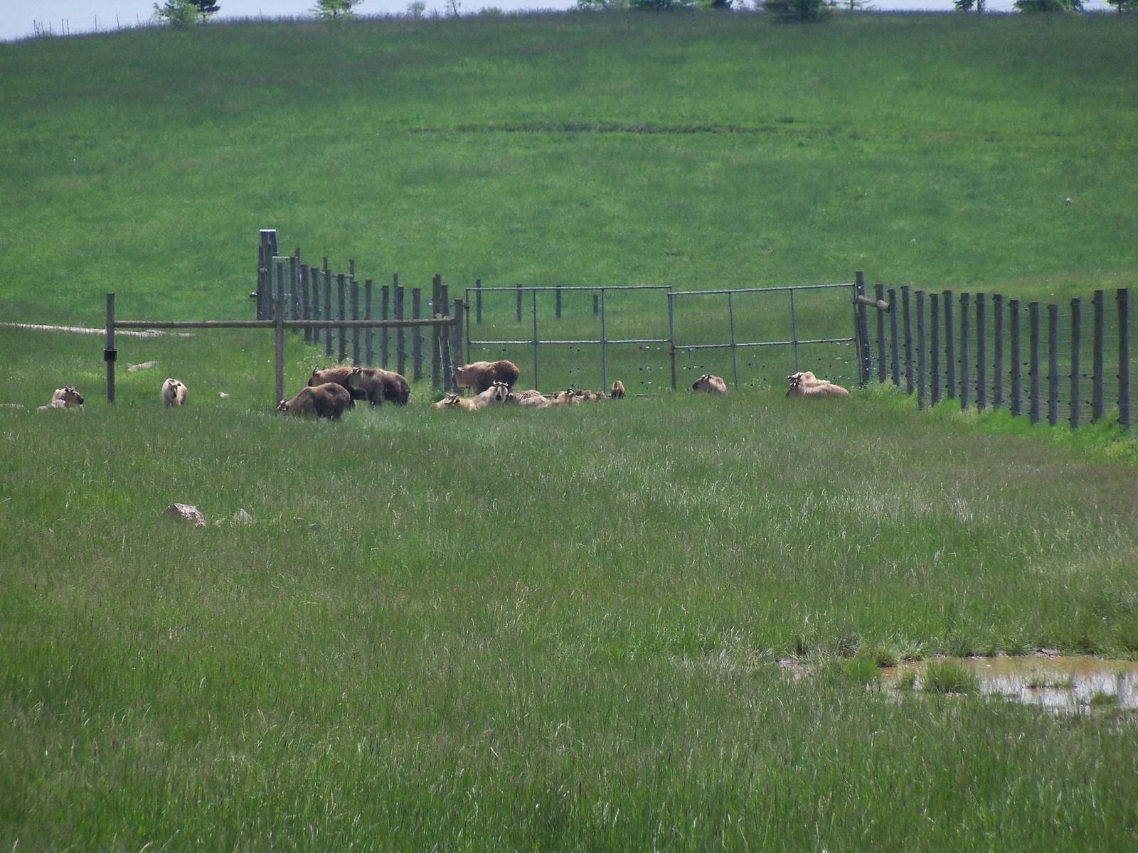 Sichuan Takin Herd