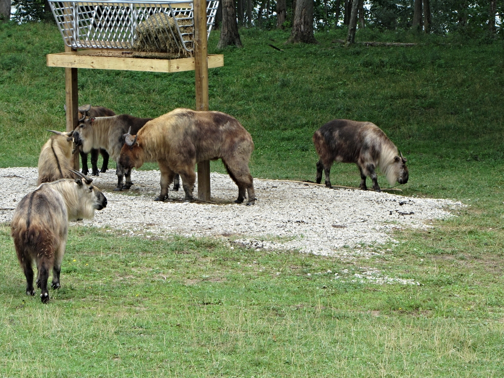 Sichuan Takin Herd