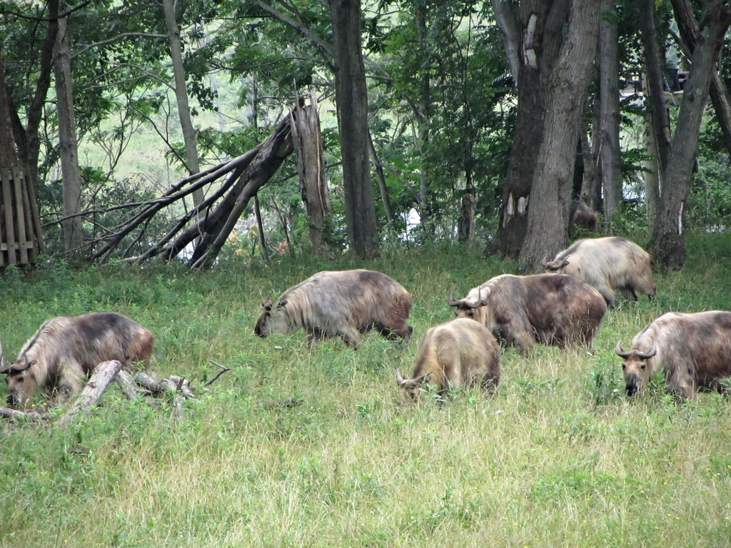 Sichuan Takin Herd