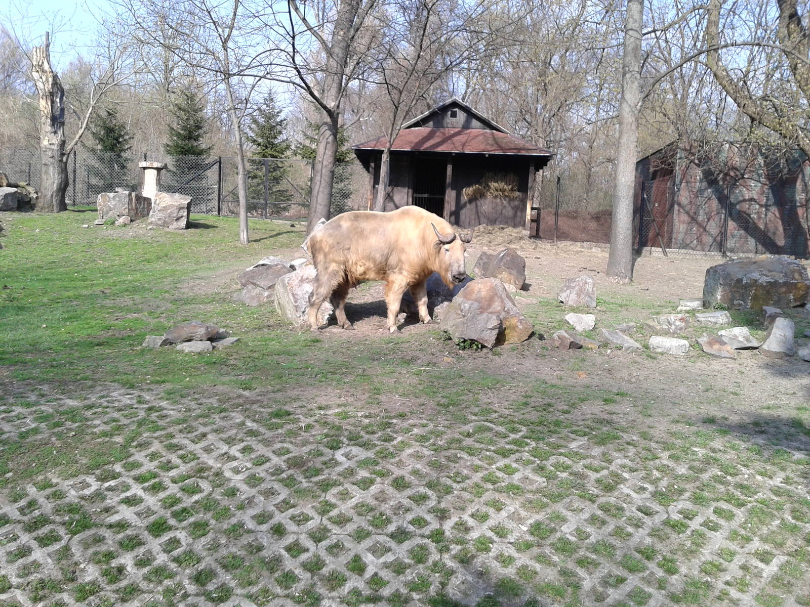 Sichuan Takin in Warsaw Zoo (2)