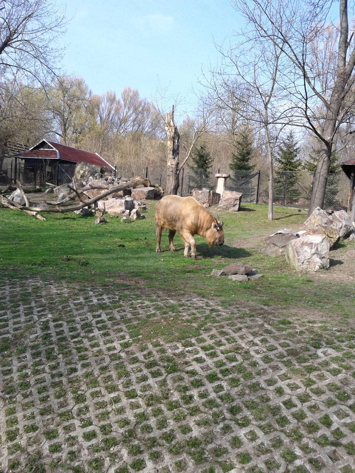 Sichuan Takin in Warsaw Zoo