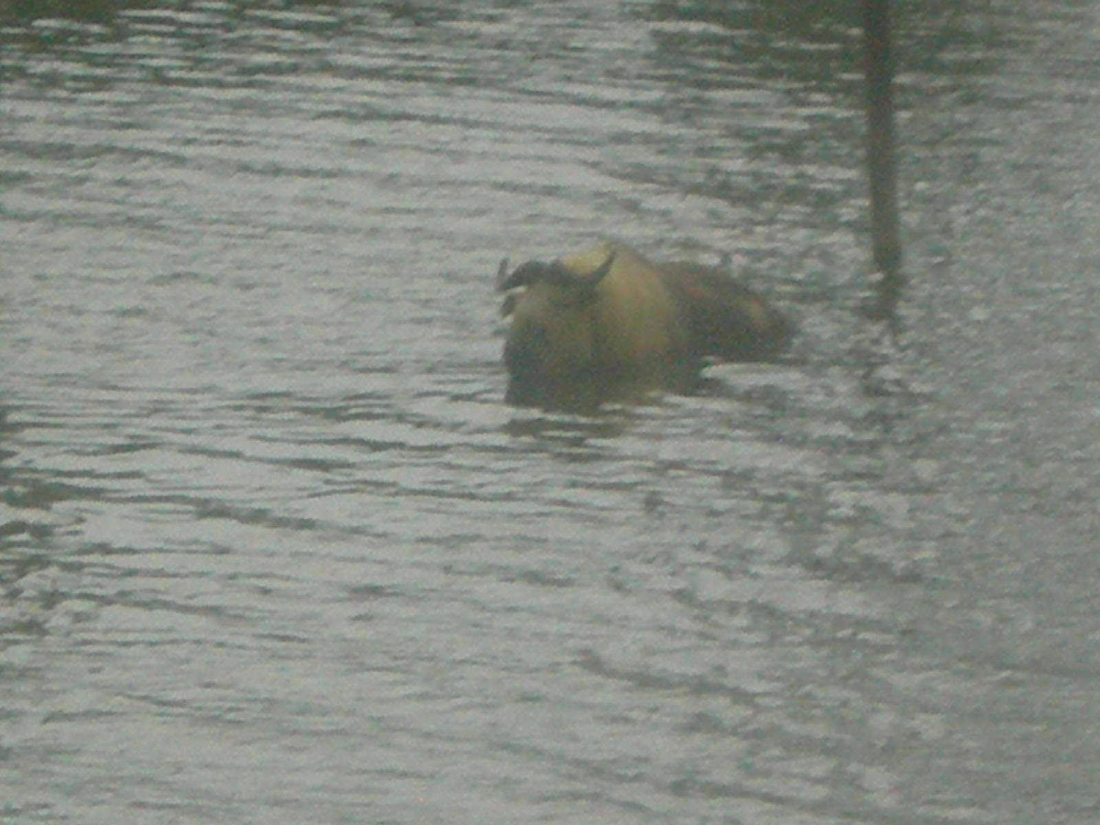 Sichuan Takin in Water
