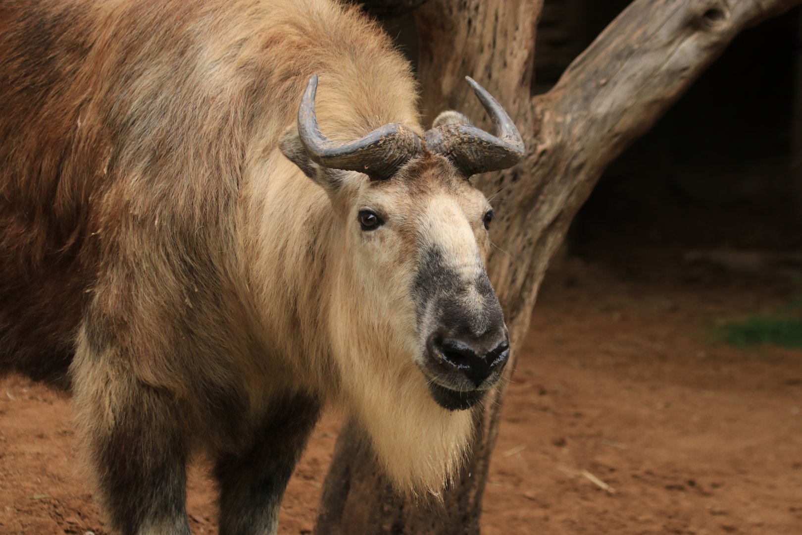 Sichuan takin  (June 2019)