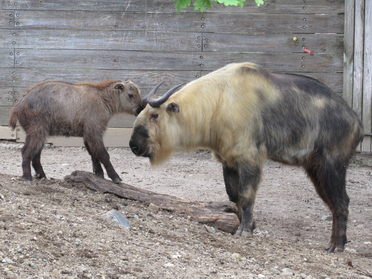 Sichuan Takin kid and adult