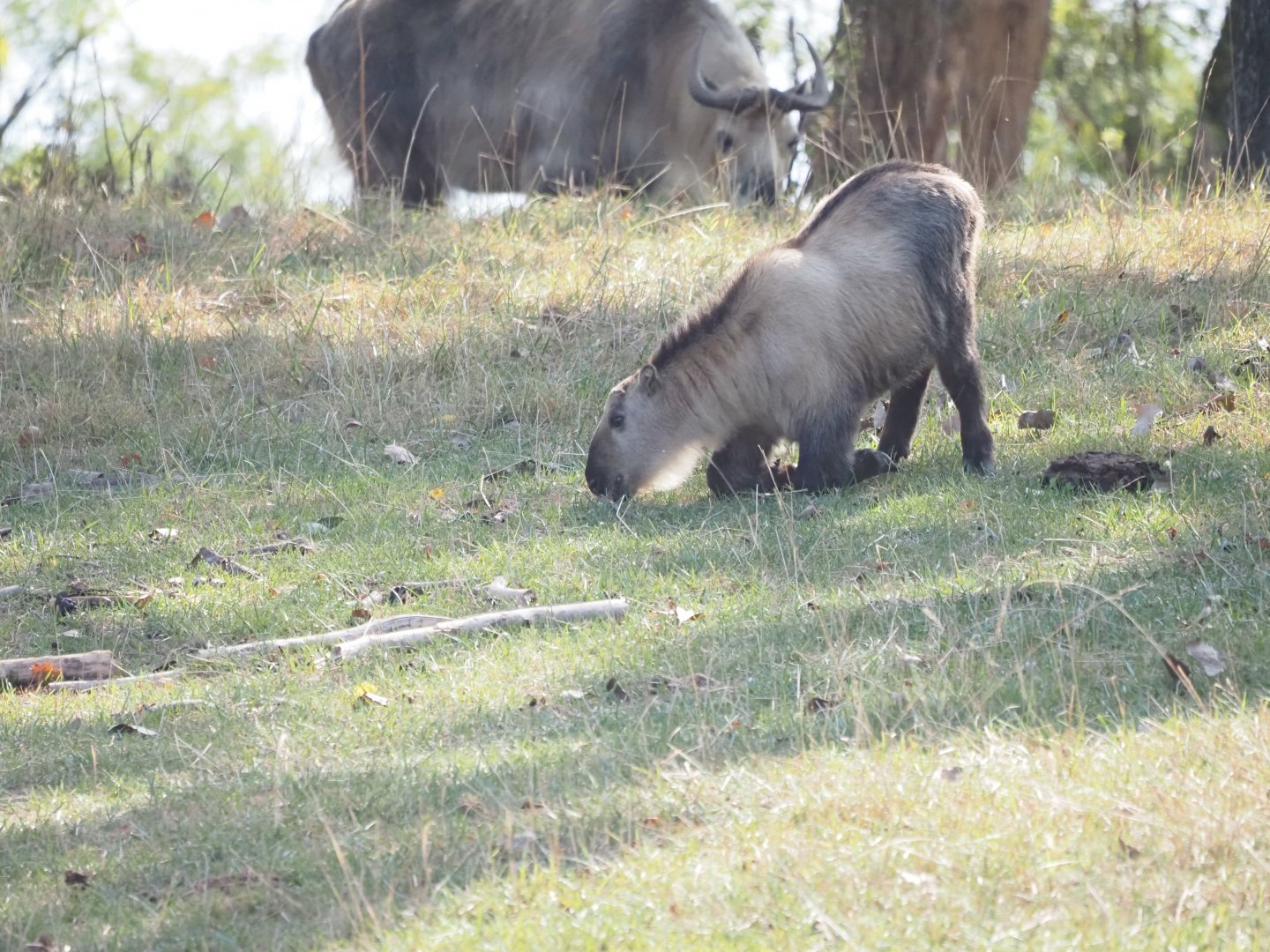 Sichuan Takin Kid