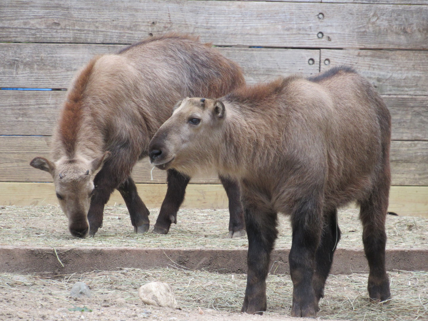 Sichuan Takin kids