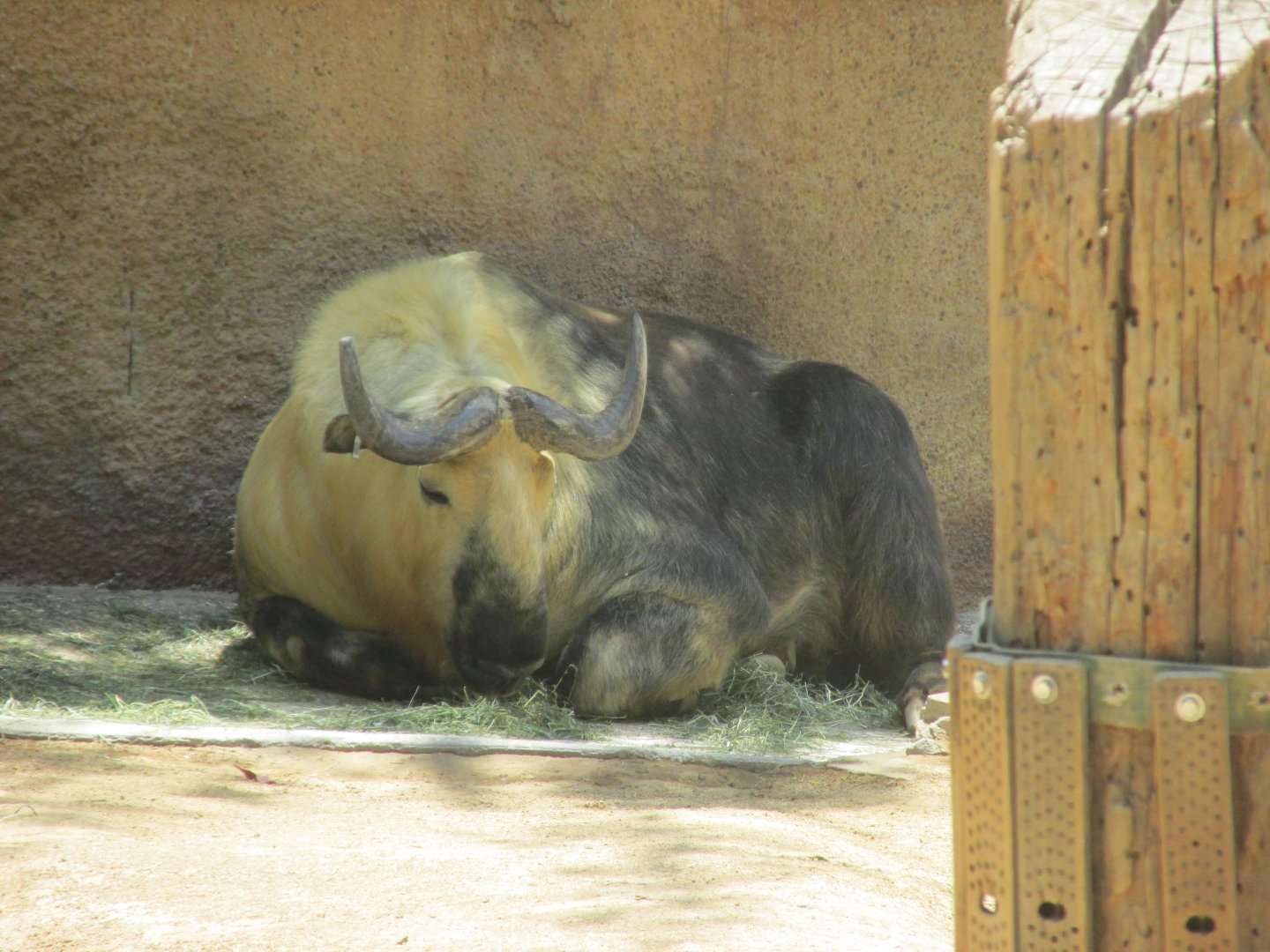 Sichuan takin Los Angeles zoo 2017