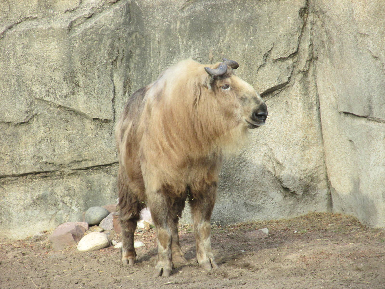 sichuan takin lpz