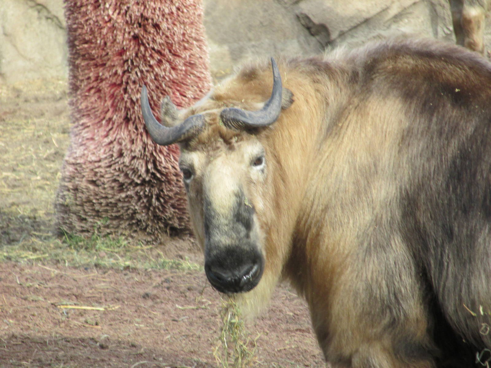 sichuan takin lpz