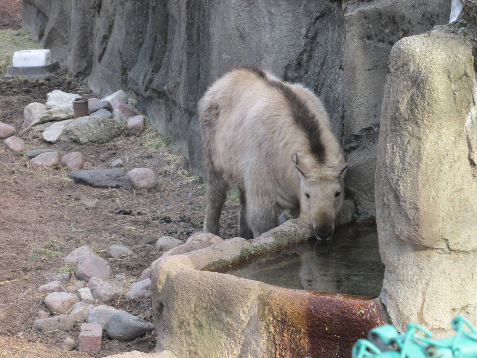 sichuan takin lpz