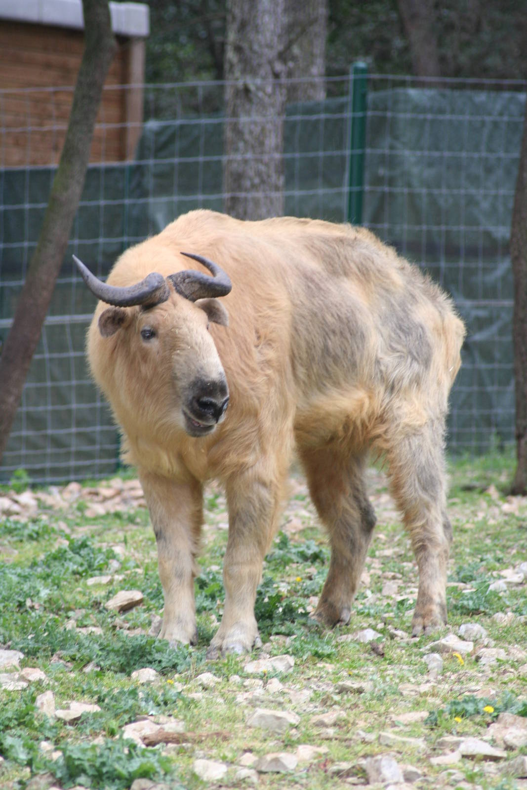 Sichuan takin - Montpellier