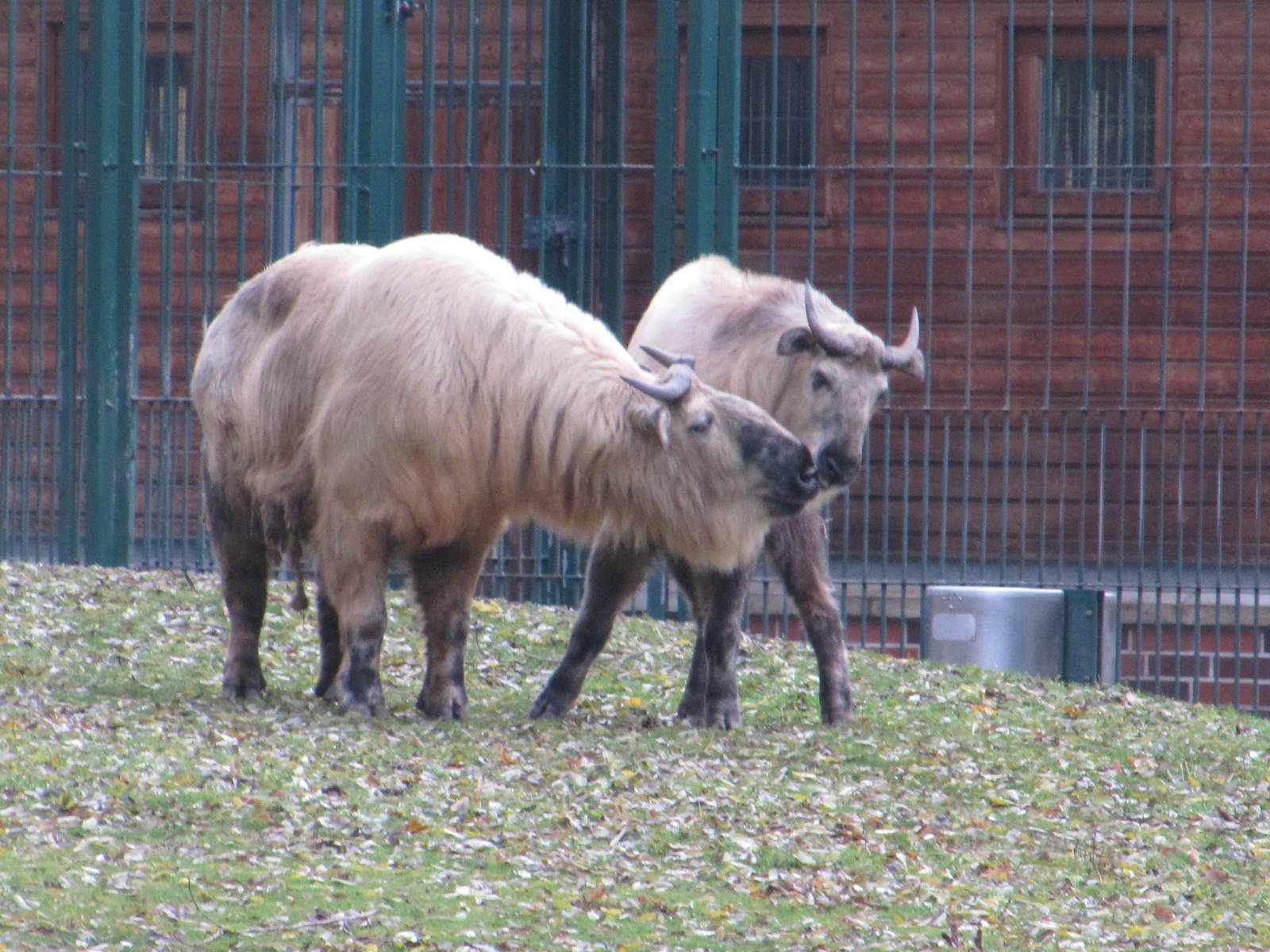 Sichuan Takin nov 2010