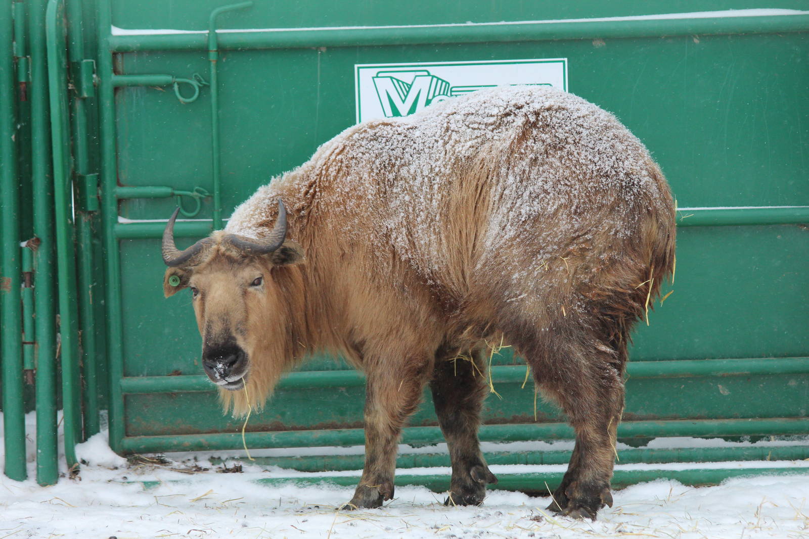 Sichuan Takin - Nov 2012